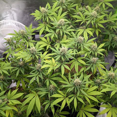 Cain growlog timeline photo
