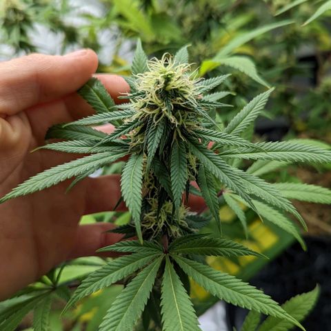 Cain growlog timeline photo