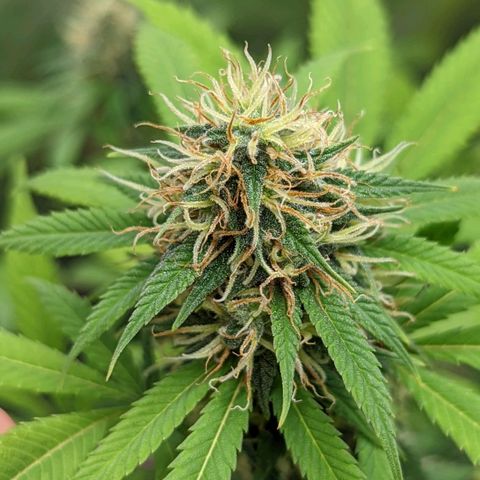 Cain growlog timeline photo