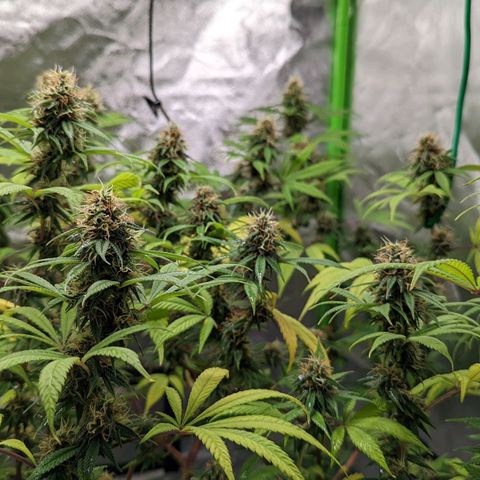 Cain growlog timeline photo