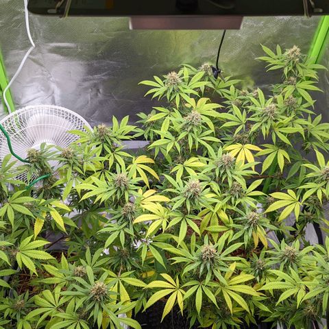 Cain growlog timeline photo