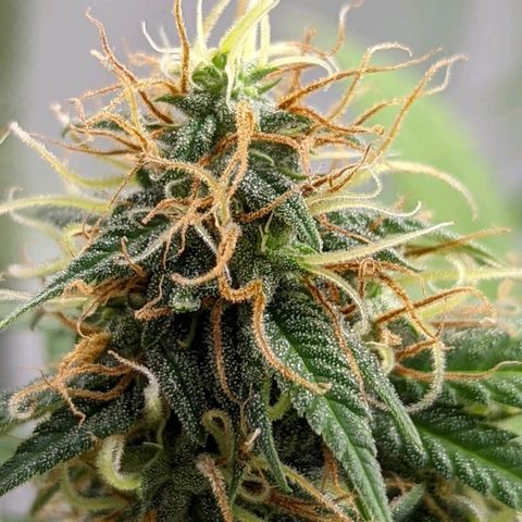 Cain growlog timeline photo