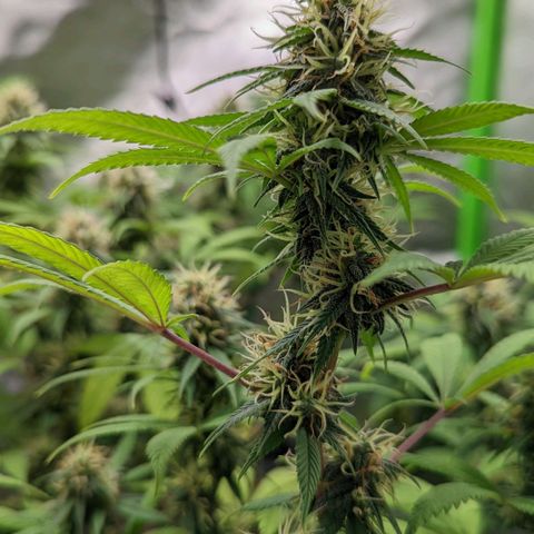Cain growlog timeline photo