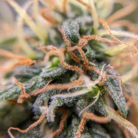 Cain growlog timeline photo