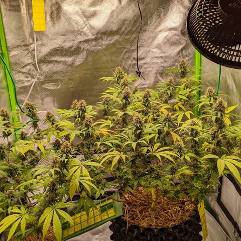 Cain growlog timeline photo
