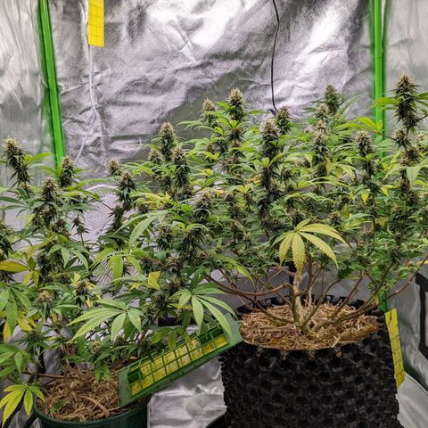 Cain growlog timeline photo