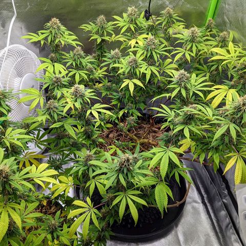 Cain growlog timeline photo
