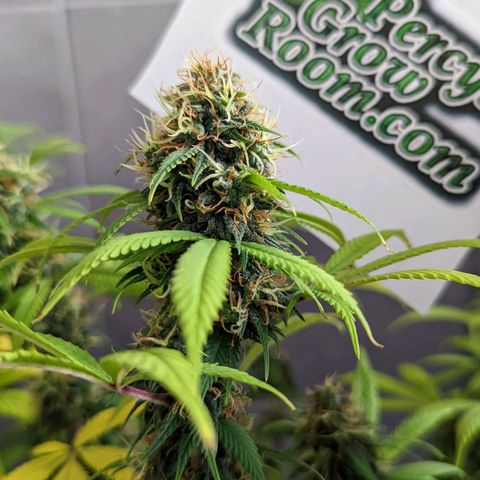 Cain growlog timeline photo