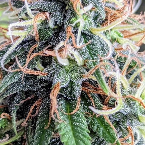 Cain growlog timeline photo
