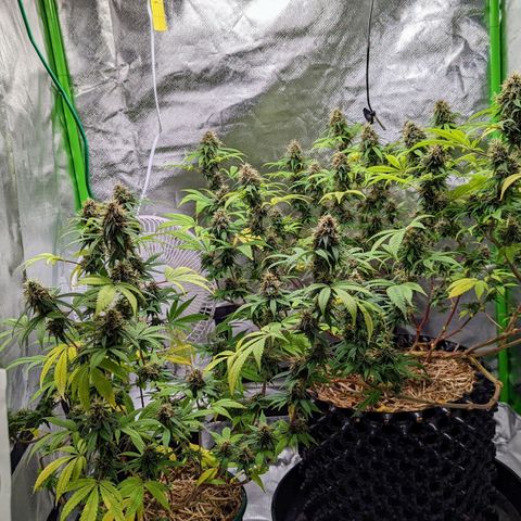 Cain growlog timeline photo