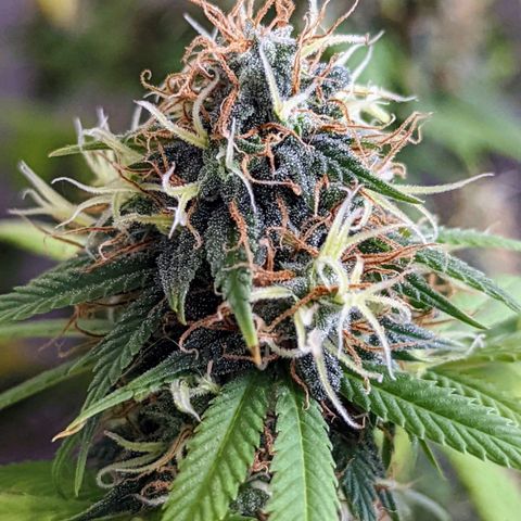Cain growlog timeline photo