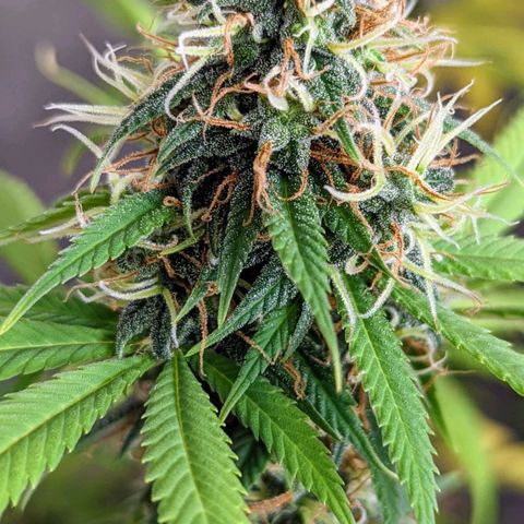 Cain growlog timeline photo