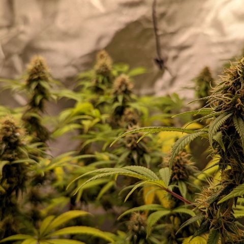 Cain growlog timeline photo