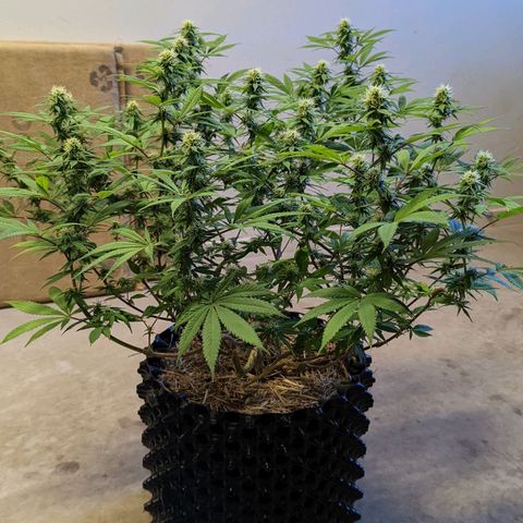 Cain growlog timeline photo