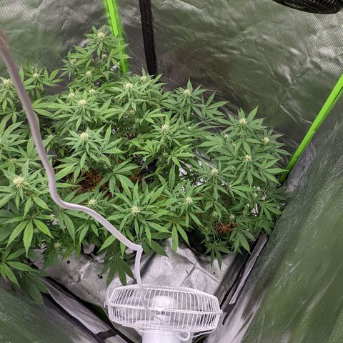 Cain growlog photo: LAB foliar - week 3