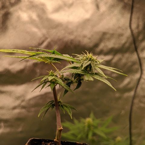 Cain growlog timeline photo