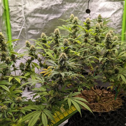 Cain growlog timeline photo