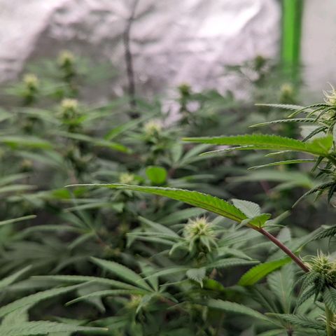 Cain growlog timeline photo