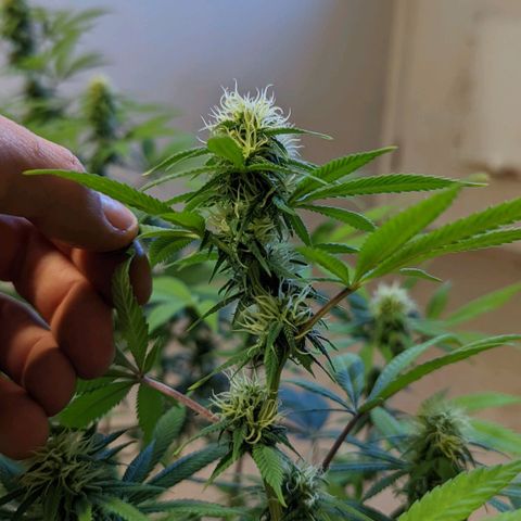 Cain growlog timeline photo