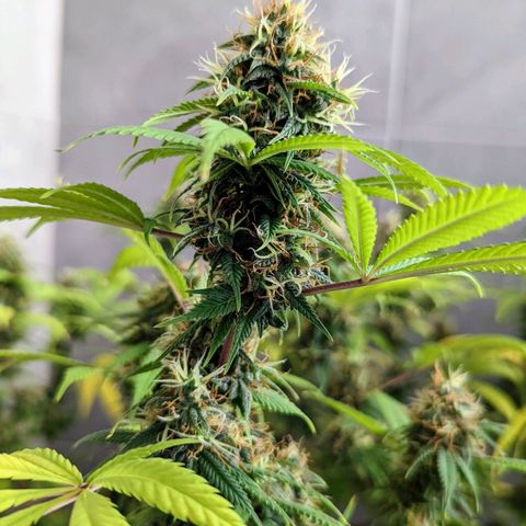 Cain growlog timeline photo