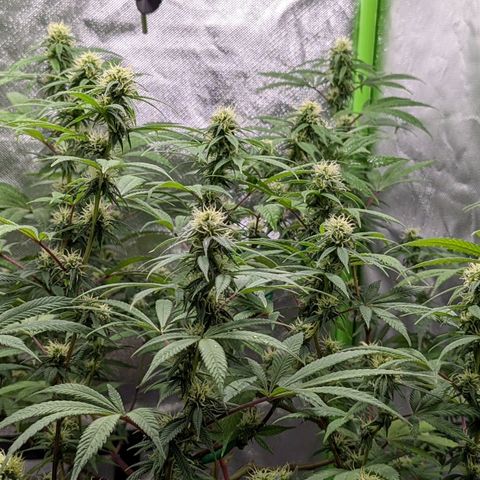 Cain growlog timeline photo