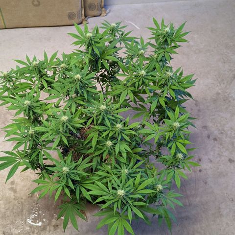 Cain growlog timeline photo