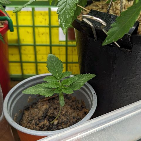 Miami Beatdown x Purple Punch  growlog timeline photo