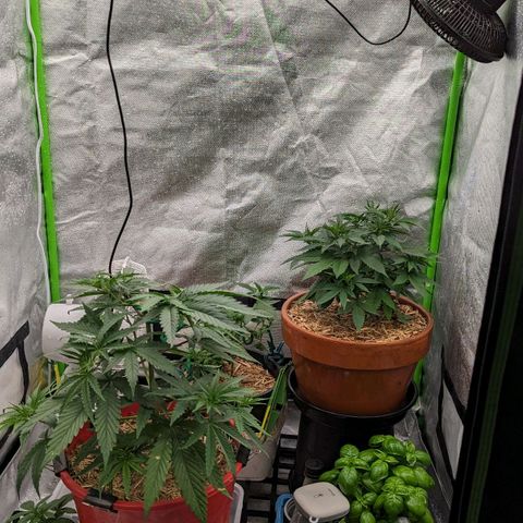 Cain growlog photo: Post LST and addition of outdoor pot eaten by possum