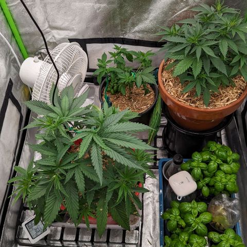Cain growlog photo: Post LST and addition of outdoor pot eaten by possum
