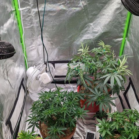Cain growlog timeline photo
