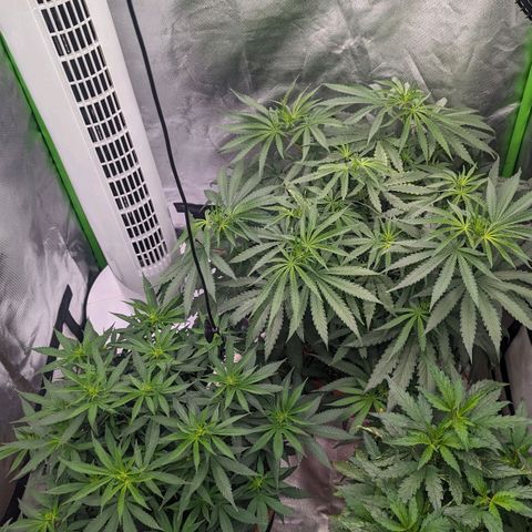 Cain growlog timeline photo