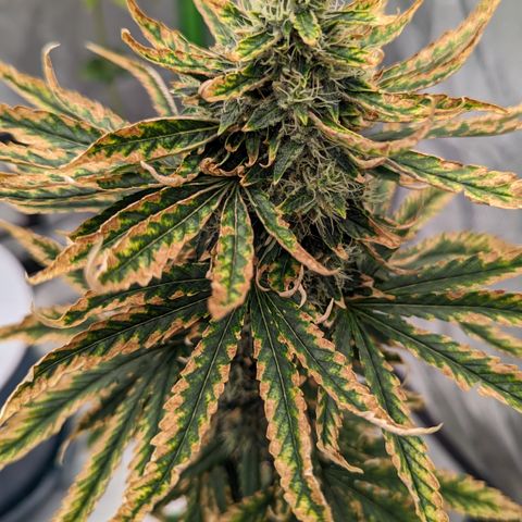 Miami Beatdown x Purple Punch  growlog photo: Reaching final flower. Slower recovery from nute burn but should taste ok 