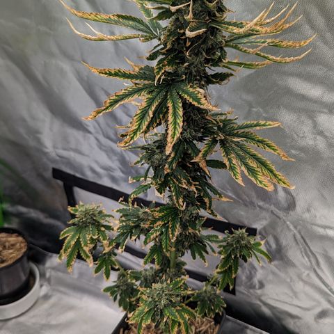Miami Beatdown x Purple Punch  growlog photo: Reaching final flower. Slower recovery from nute burn but should taste ok 