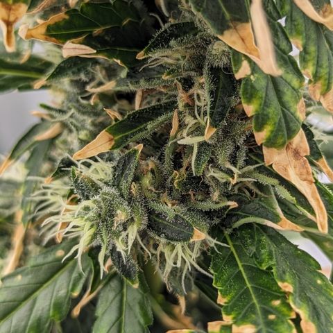 Miami Beatdown x Purple Punch  growlog photo: Reaching final flower. Slower recovery from nute burn but should taste ok 