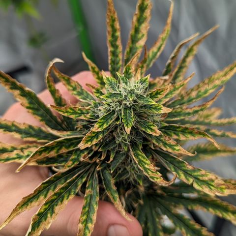 Miami Beatdown x Purple Punch  growlog photo: Reaching final flower. Slower recovery from nute burn but should taste ok 