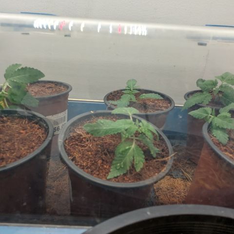 Black Pearl growlog photo: Repotted to check for sex then flower out. 