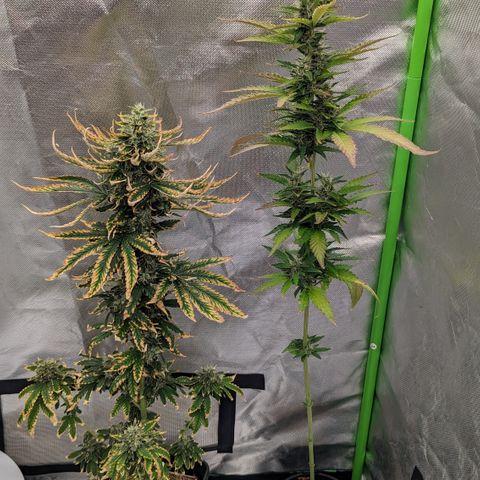 Black Pearl growlog timeline photo