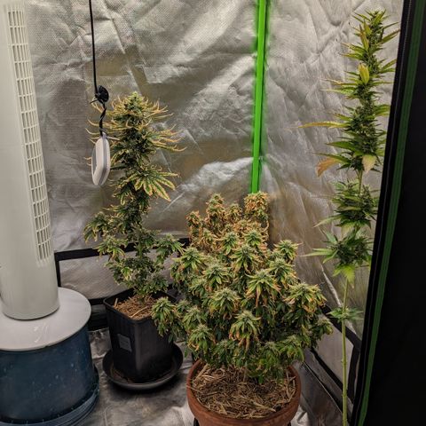 Black Pearl growlog timeline photo