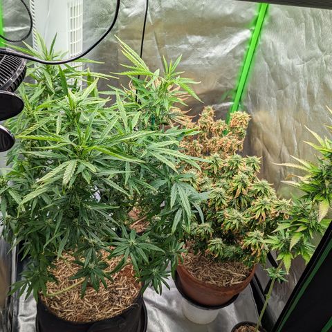 Black Pearl growlog timeline photo