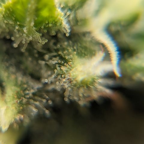 Miami Beatdown x Purple Punch  growlog timeline photo