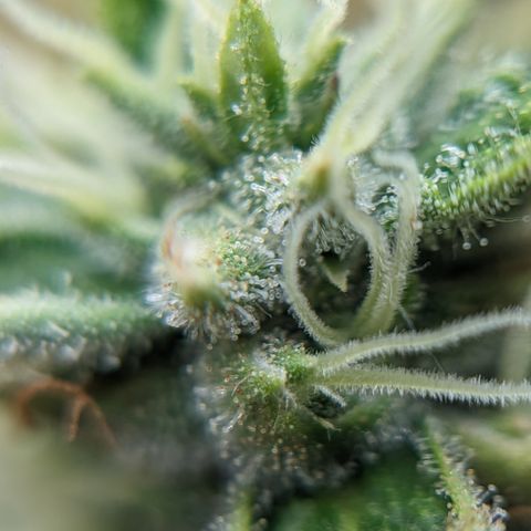 Miami Beatdown x Purple Punch  growlog timeline photo
