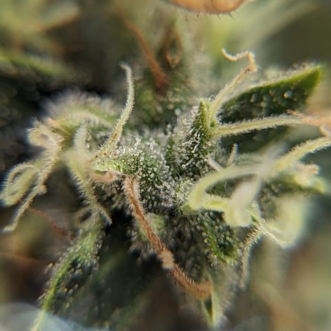 Miami Beatdown x Purple Punch  growlog timeline photo