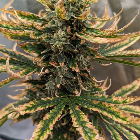 Miami Beatdown x Purple Punch  growlog timeline photo