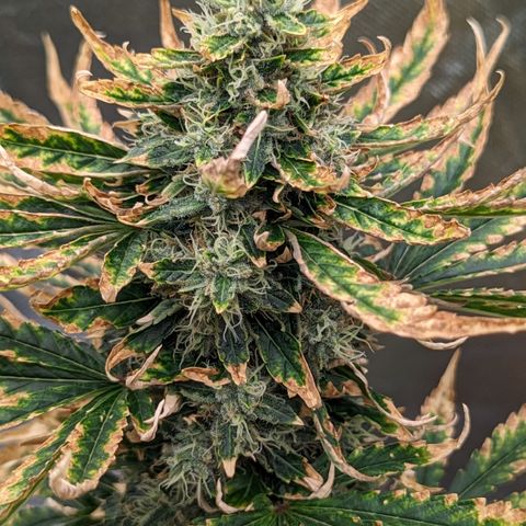 Miami Beatdown x Purple Punch  growlog timeline photo
