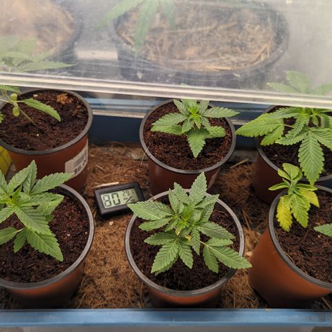 Black Pearl growlog timeline photo