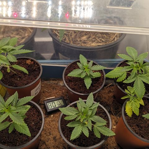 Black Pearl growlog timeline photo
