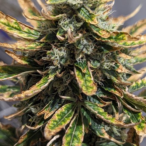 Miami Beatdown x Purple Punch  growlog timeline photo