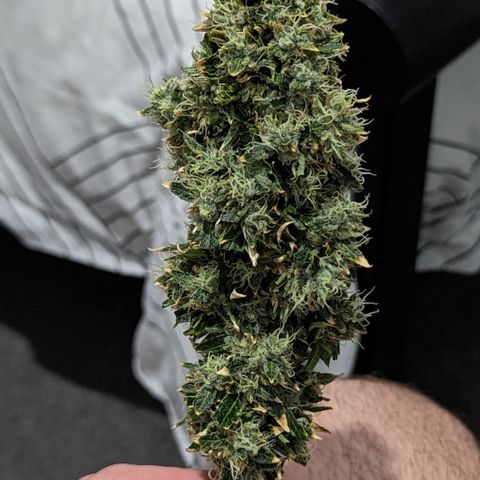 Miami Beatdown x Purple Punch  growlog timeline photo