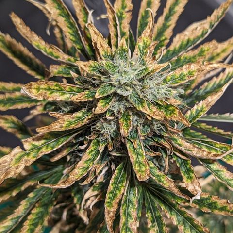 Miami Beatdown x Purple Punch  growlog timeline photo