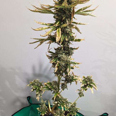 Miami Beatdown x Purple Punch  growlog timeline photo